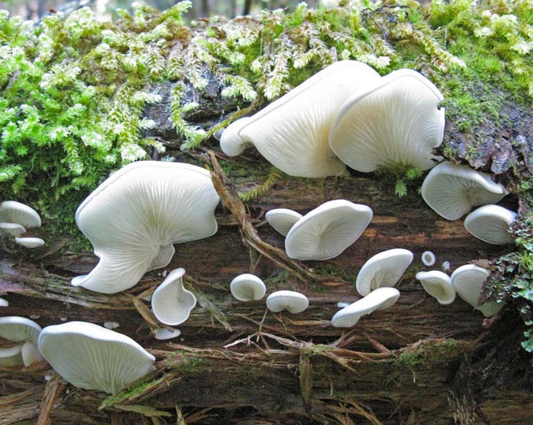 Pleurocybella porrigens